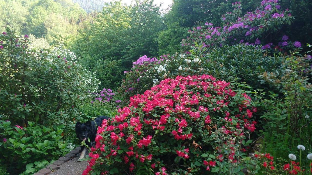 Ferienwohnung Rhododendron - Natur Pur Am Highwalk Ротенбурґ-ан-дер-Фульда Екстер'єр фото